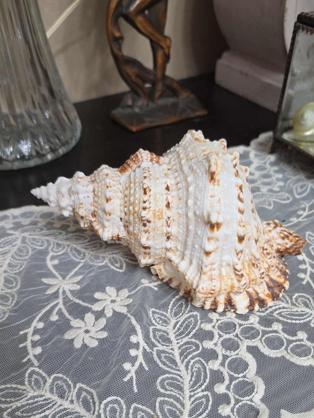 Natural White and Brown Decorative Frog Conch Shell - Home Accents